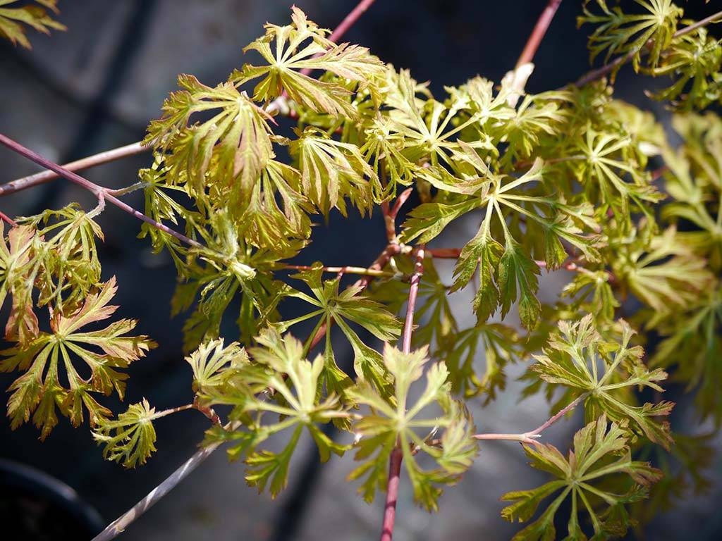 ACER - japonicum - Green Cascade