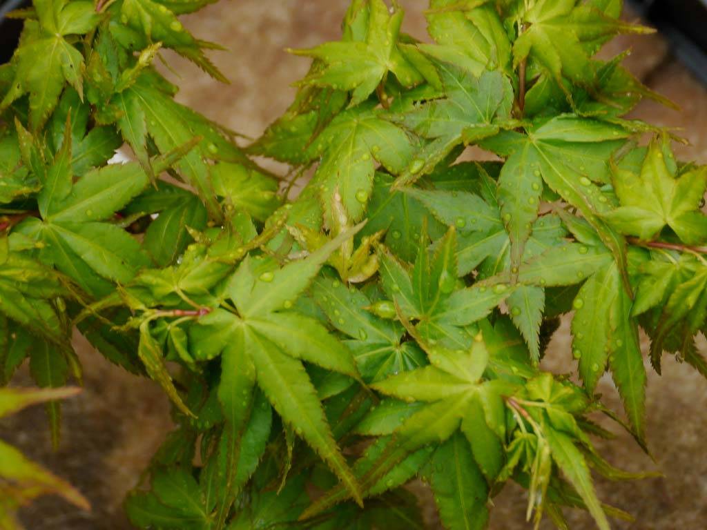 ACER - palmatum - Globosum