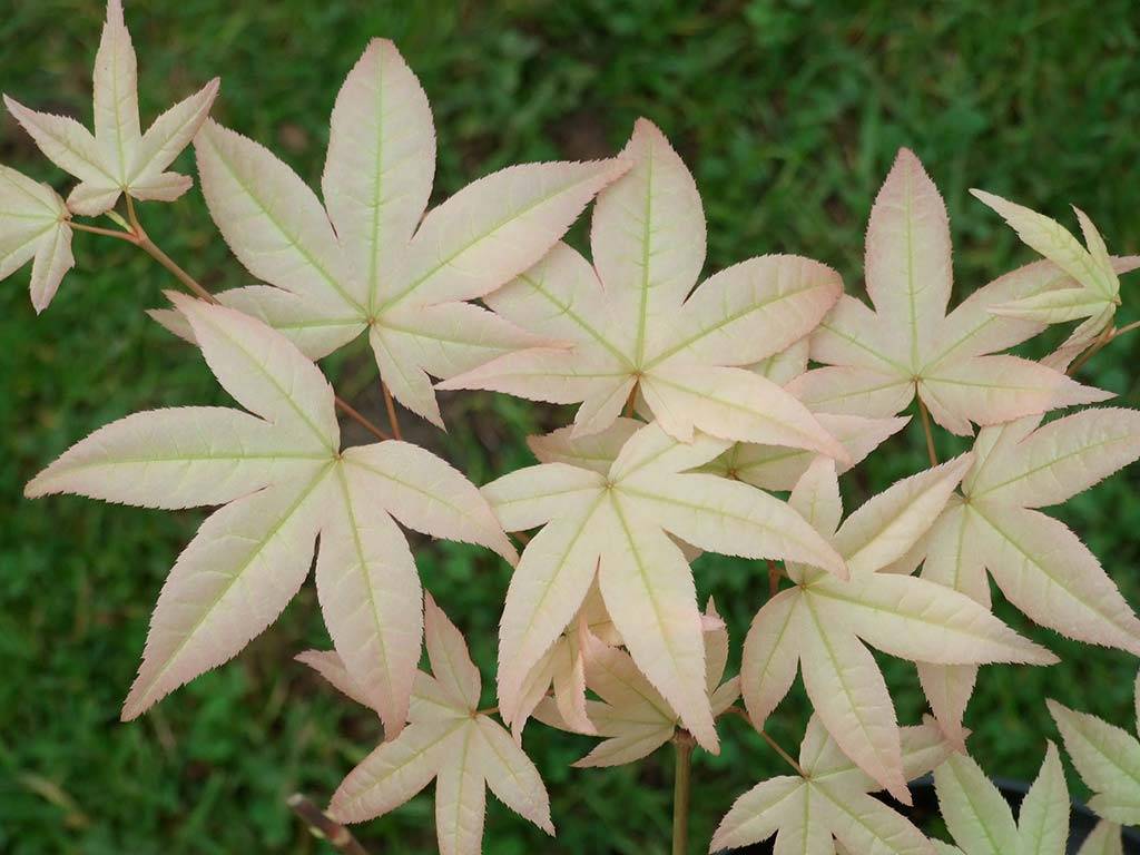 ACER - palmatum - Hondoshi