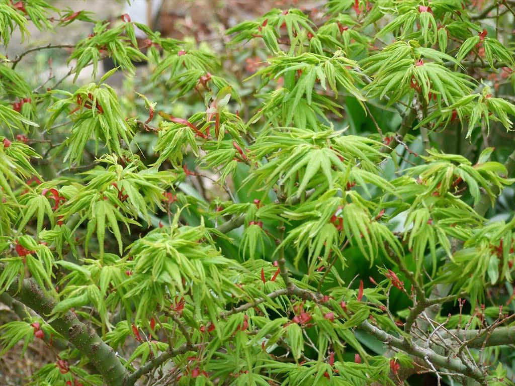 ACER - palmatum - Mikawa yatsubusa