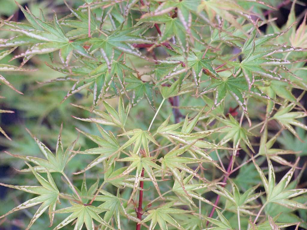 ACER - palmatum - Okushimo